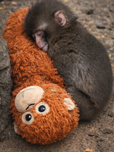 Маймунката Пънч, която бе изостевана от майка си, но намери закрила в плюшена горила