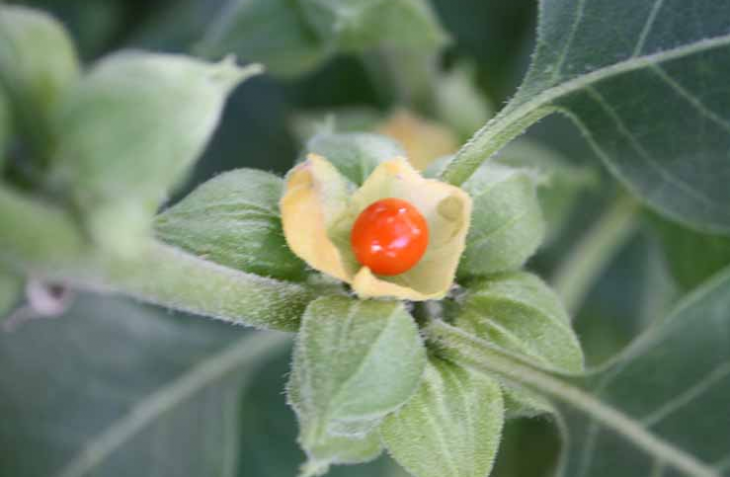 Ашваганда Withania somnifera известна още като Индийски женшен е една