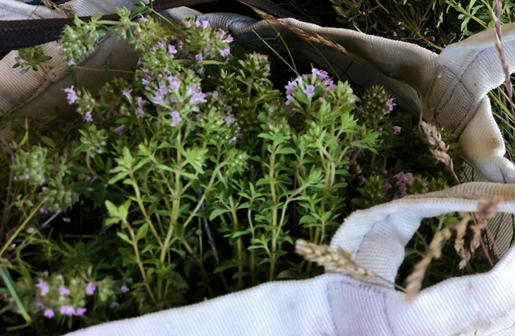 В България има много традиционни билки които се използват за