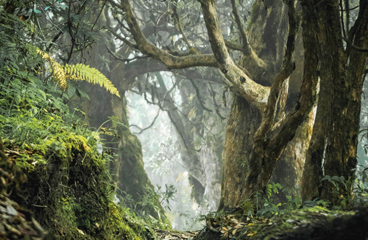 (Ikke) vær et slikt tre |  EVA.bg