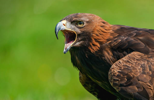 Ако Родопите можеха да говорят щяха да разкажат че Около 400