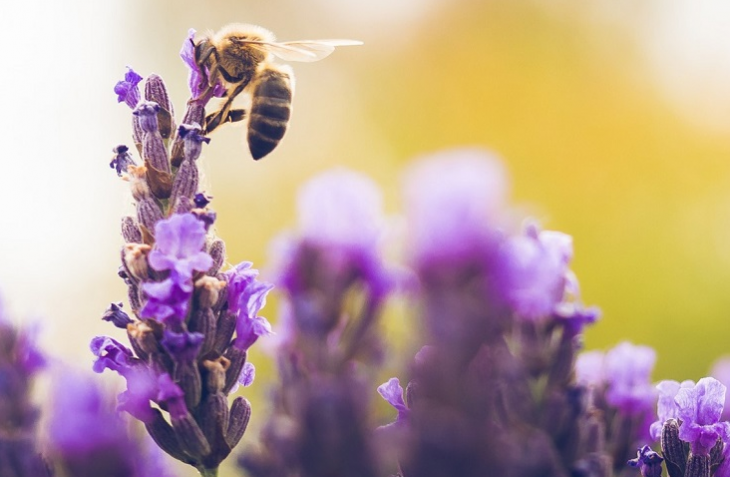 Днес отбелязваме Световния ден на пчелите Хората познават медоносните пчели