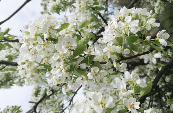 Днес е един от най обичаните и наситени с пъстри емоции