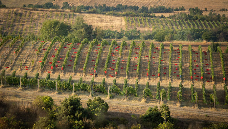 В началото на септември лозята на Aya Estate Vineyards се